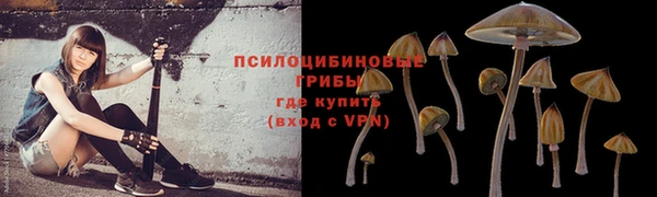 прущие грибы Бородино